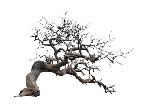 old dead spooky tree for halloween, transparent png  - Powered by Adobe