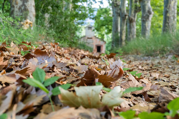 Dry leaves on the forest path, autumn scene.