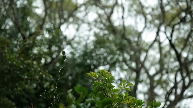 Tropical garden plant