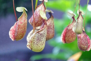 A Nepenthes or tropical pitcher plants or monkey cups growing in a garden with blurred green nature background 