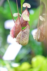 A Nepenthes or tropical pitcher plants or monkey cups growing in a garden with blurred green nature background 