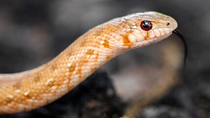 Close-up of a vibrant orange snake.