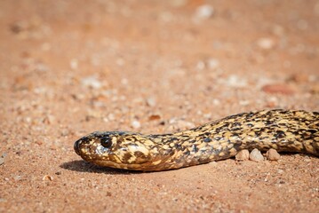 Fototapeta premium Close-up of a snake on sandy terrain.
