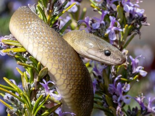 Snake Coiled Around Lavender Flowers