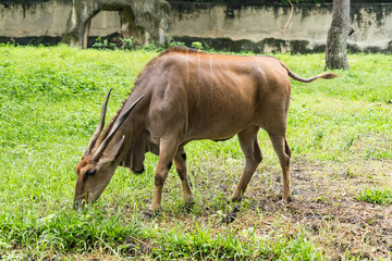 An antelope with long twisted horns grazes on a lush green grassy field in a natural setting