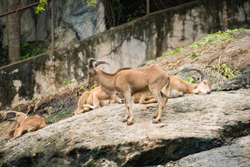 A group of Barbary sheep resting on rocky terrain with one standing, highlighting its curved horns and rugged habitat