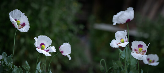 White, large poppies. Opium flowers.