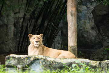 Fototapeta premium A lioness resting on a rock surrounded by dense foliage and bamboo in a zoo enclosure