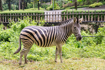 A zebra standing in a lush green environment near a wooden fence on a sunny day in a zoo.