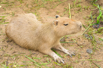 Close-up of a capybara eating grass, showcasing its textured fur and relaxed demeanor in a natural...