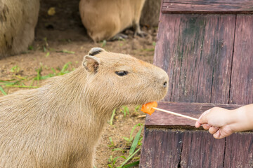 Close-up of a capybara eating grass, showcasing its textured fur and relaxed demeanor in a natural setting
