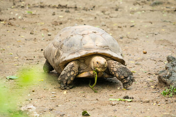 Close-up of a tortoise walking on a sandy surface with a piece of green leaf in its mouth in a natural setting