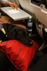 A black service dog sleeps peacefully on a red pillow on its owner's lap during an airplane flight, showing comfortable pet-friendly travel