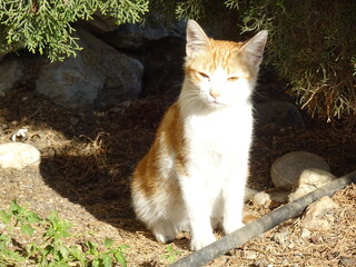 [Spain] A red tabby cat that looks dazzled by the bright sunlight (Santa Fiora Botanical Garden, Frigiliana)