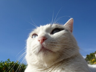[Spain] Close up of face of stray cat with blue eyes (Frigiliana)