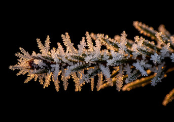 Close-up of Frost-Covered Pine Needles, Illuminated by Golden Light