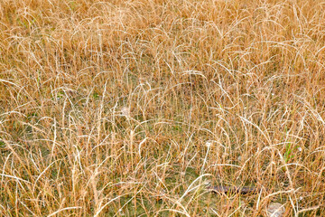 Dry grass close-up in natural sunlight
