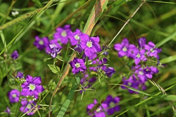 Venus-Frauenspiegel (Legousia speculum-veneris)
