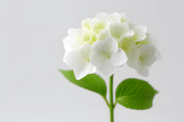 Fototapeta premium White hydrangea bloom with green leaves on soft blue background. Elegant floral photo perfect for greeting cards, spring themes, or wedding designs.