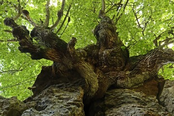 Uralte Linde in einem Steinbruch an den Hiel&ouml;chern bei Frankershausen