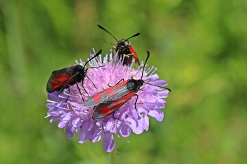 Thymian-Widderchen (Zygaena purpuralis)
auf Ackerwitwenblume (Knatia arvensis)