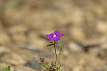 Venus-Frauenspiegel (Legousia speculum-veneris)
