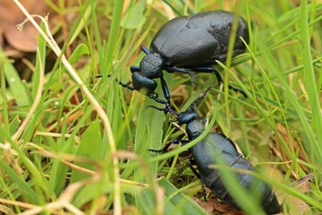 Zwei weibliche Schwarzblaue &Ouml;lk&auml;fer (Meloe proscarabaeus) im Gras