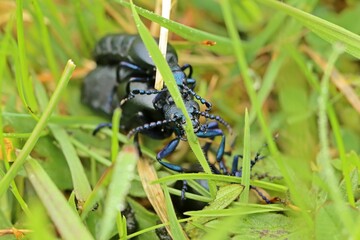 Paarung des Schwarzblauen &Ouml;lk&auml;fers (Meloe proscarabaeus) im Gras