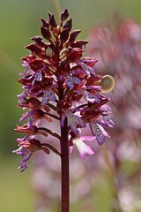 Purpur-Knabenkraut (Orchis purpurea) mit Kart&auml;userschnecke (Monacha cartusiana) im Gegenlicht
