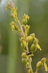Weiblicher Gl&auml;nzender Bl&uuml;tenprachtk&auml;fer (Anthaxia nitidula) auf Gro&szlig;em Zweiblatt (Listera ovata)
