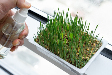 Spraying water on young wheatgrass in planter