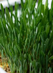 Indoor wheatgrass in white container close-up