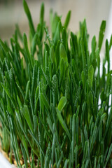 Fresh wheatgrass macro with water droplets