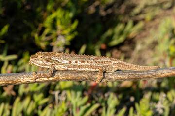 A stunning Robertson Dwarf Chameleon (Bradypodion gutturale), also known as a Little Karoo dwarf chameleon, climbing in the fynbos in the Western Cape, South Africa
