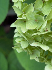 Close-up of a green hydrangea flower, photographed in natural light. The blurred background in soft natural tones creates a calming and harmonious mood, evoking a feeling of relaxation and balance