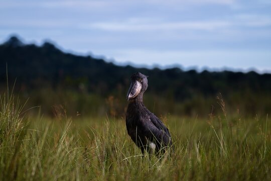 Shoebill stork standing in grass at mabamba swamp uganda