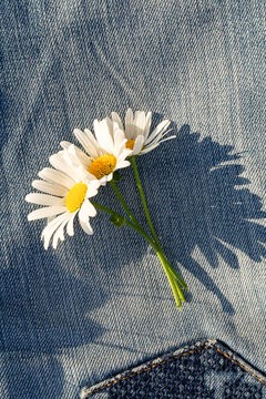 Fototapeta Daisies resting on denim fabric in sunlight