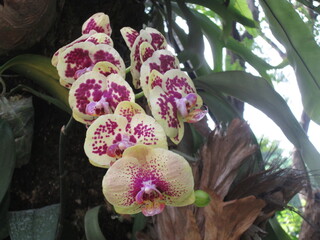 Types and colors of orchids in the garden
