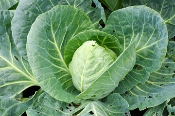 Close-up of a ripe cabbage head in the garden. Natural and healthy farming, agriculture, organic...