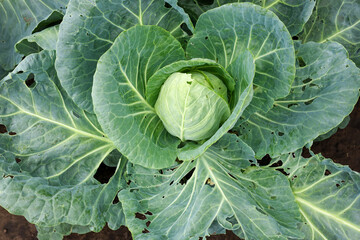 Close-up of a ripe cabbage head in the garden. Natural and healthy farming, agriculture, organic food