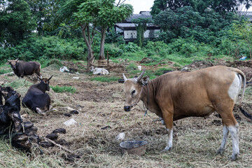 A number of Bima cows are grazing in the meadow. 