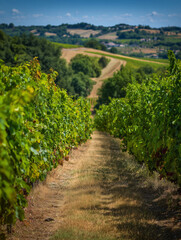 Naklejka premium Rows of grapevines growing in french vineyard during summer