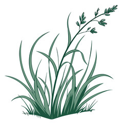 Obraz premium Green grass patch with seed stalk on white isolated