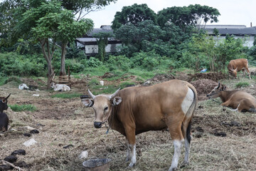 A number of Bima cows are grazing in the meadow. 
