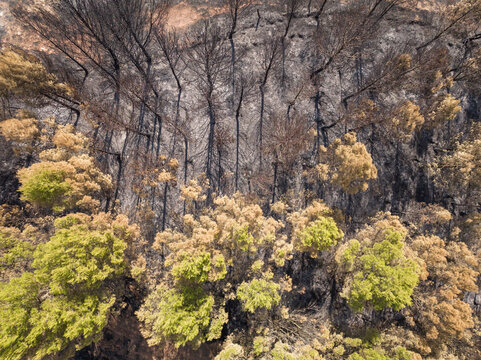 Pine forest burned to varying degrees. Aerial view. - Powered by Adobe