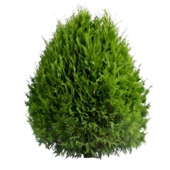 Fototapeta premium 白い背景に孤立した丸い鮮やかな緑色の常緑樹の木の植物のクローズアップ