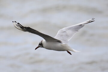 Isolated flying black-headed gull in french Brittany