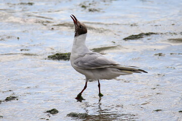 Isolated flying black-headed gull in french Brittany
