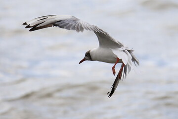 Isolated flying black-headed gull in french Brittany