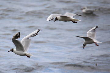 Flying black-headed gulls in french Brittany